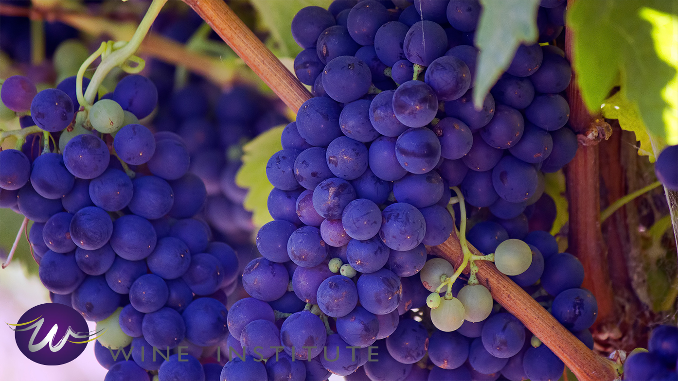 uvas_vendimia_wine_institute_salta